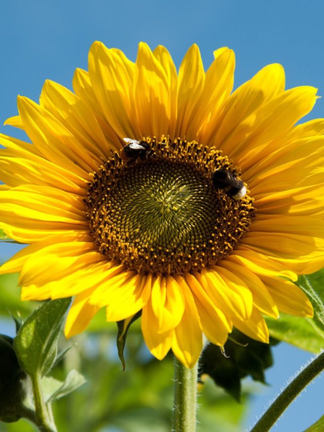 G Rasol Beneficios de consumir semillas de girasol - Infobae Stories