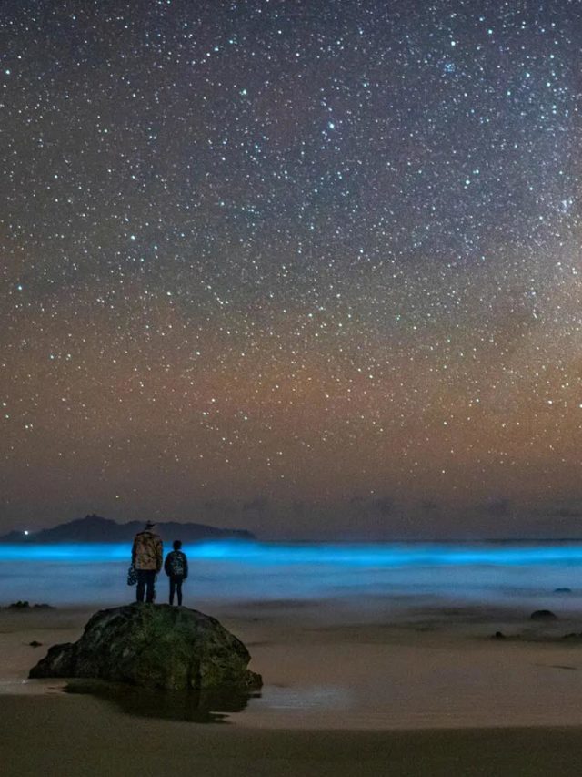 Qu Es La Bioluminiscencia Y D Nde Ocurre Infobae Stories