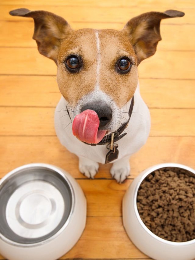 Cómo Lavar El Plato De Las Mascotas Infobae Stories